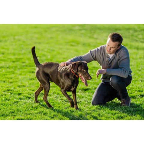 Dog Playing with Owner