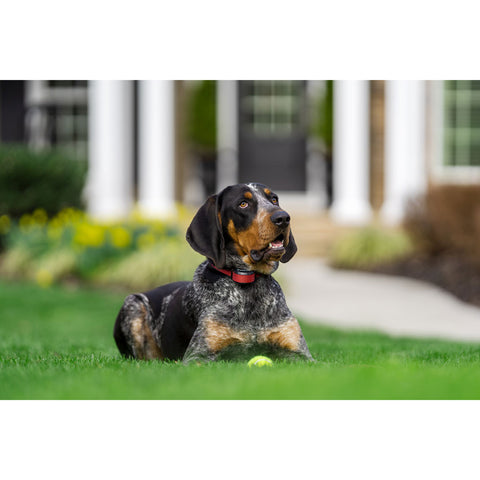Dog Sitting on Lawn Wearing Remote Training Collar