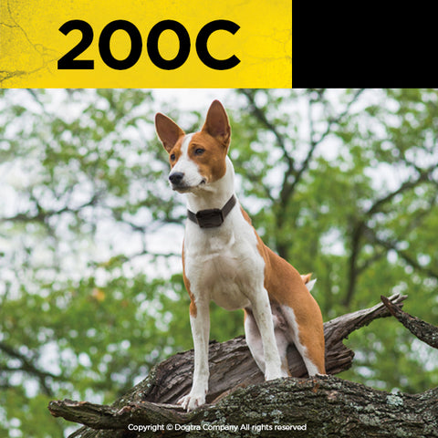 Dog Wearing Dogtra 200C Remote Training Collar