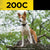Dog Wearing Dogtra 200C Remote Training Collar