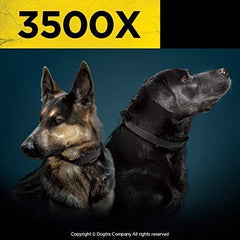 Two Large Dogs Wearing Dogtra 3500X Remote Training Collars