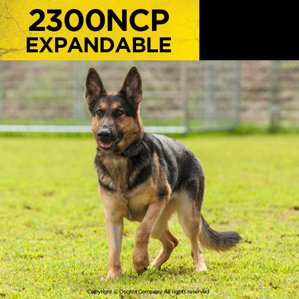 German Shepherd Wearing Dogtra 2300NCP Remote Training Collar