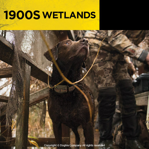 Hunting Dog Wearing Dogtra 1900S Wetlands Remote Training Collar