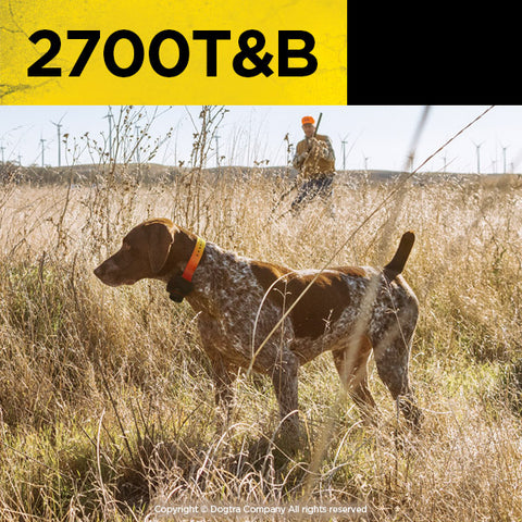 Hunting Dog Wearing Dogtra 2700T&B Remote Training Collar