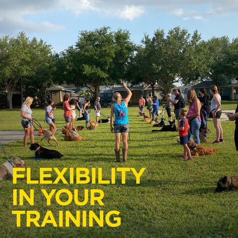 Multiple Trainers and Dogs Using Dogtra 1900S Handsfree Plus Remote Training Collar