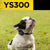 French Bulldog Wearing Dogtra YS300 No Bark Collar