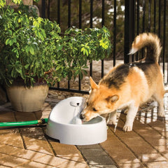 Small Dog Drinking from Drinkwell PWW00-14074 Everflow Indoor/Outdoor Fountain