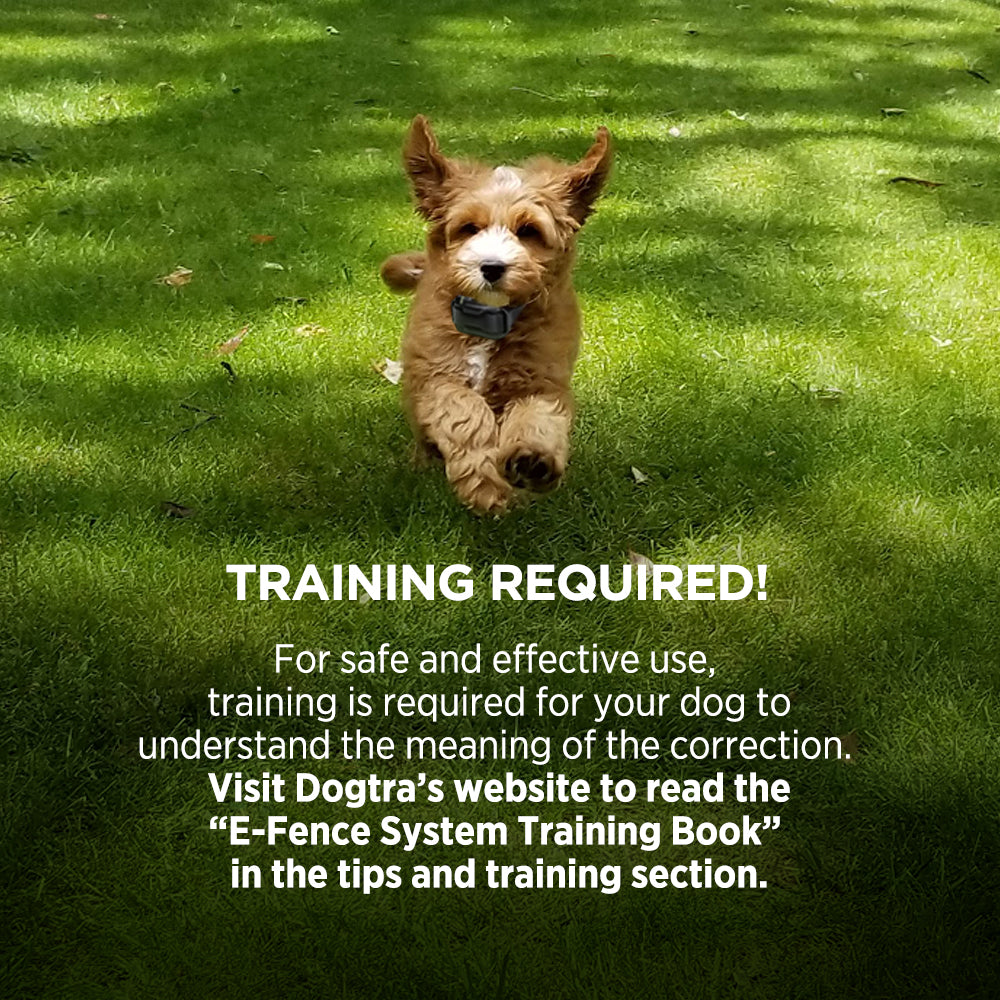 Small Dog Wearing Dogtra Collar Running on Grass