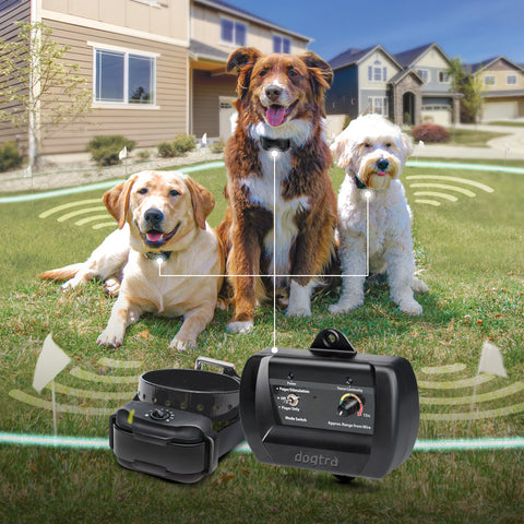 Three Different Size Dogs Wearing Dogtra Collars for eF3500 E-Fence