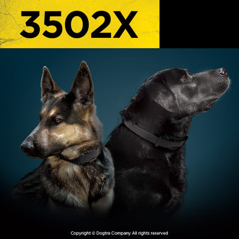 Two Large Dogs Wearing Dogtra 3502X Remote Training Collars