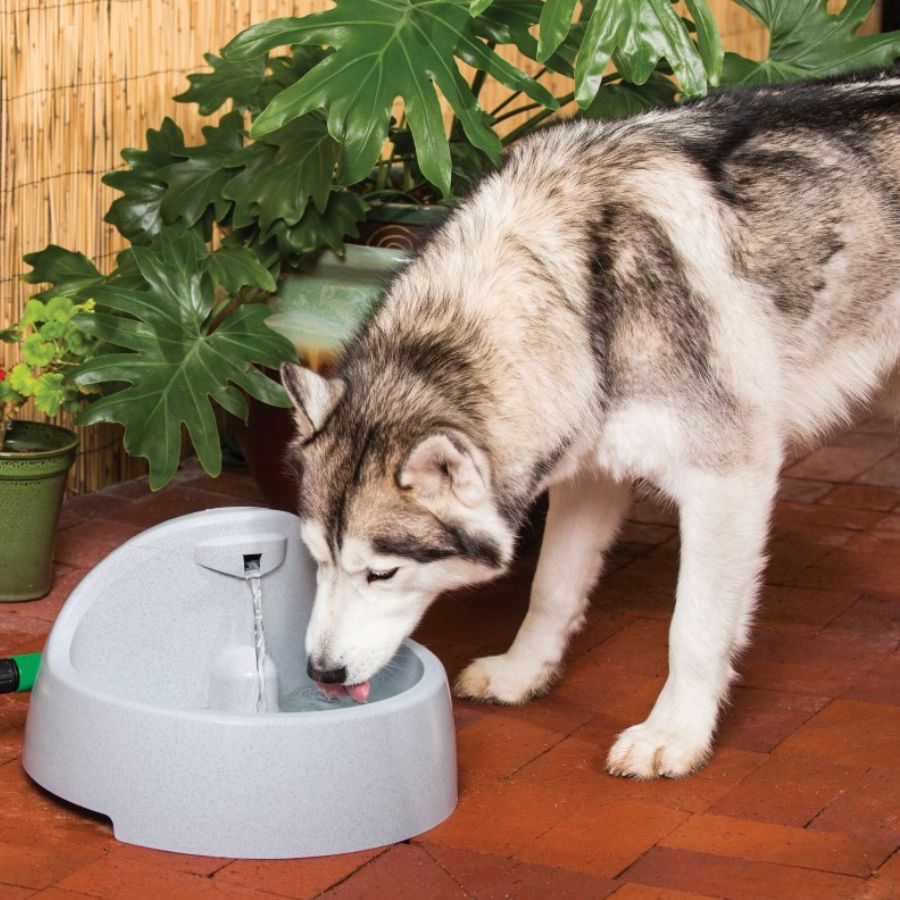 Drinkwell-Drinkwell - PWW00-14074 Everflow Indoor/Outdoor Fountain - Pet Fountain