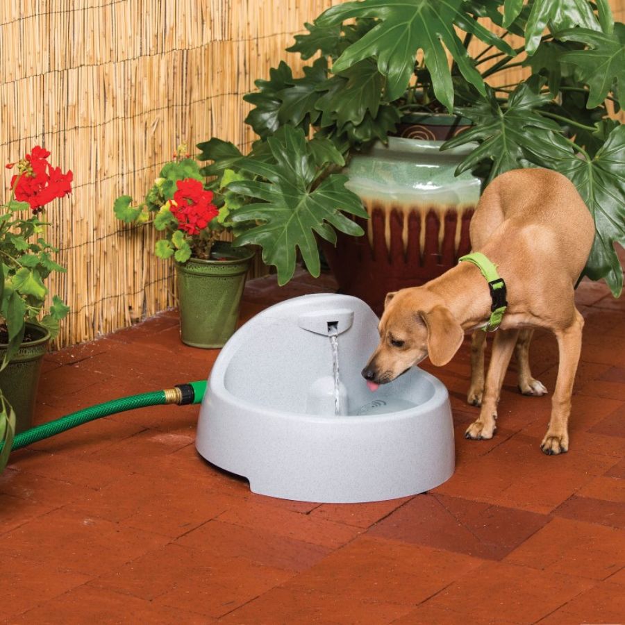 Drinkwell-Drinkwell - PWW00-14074 Everflow Indoor/Outdoor Fountain - Pet Fountain