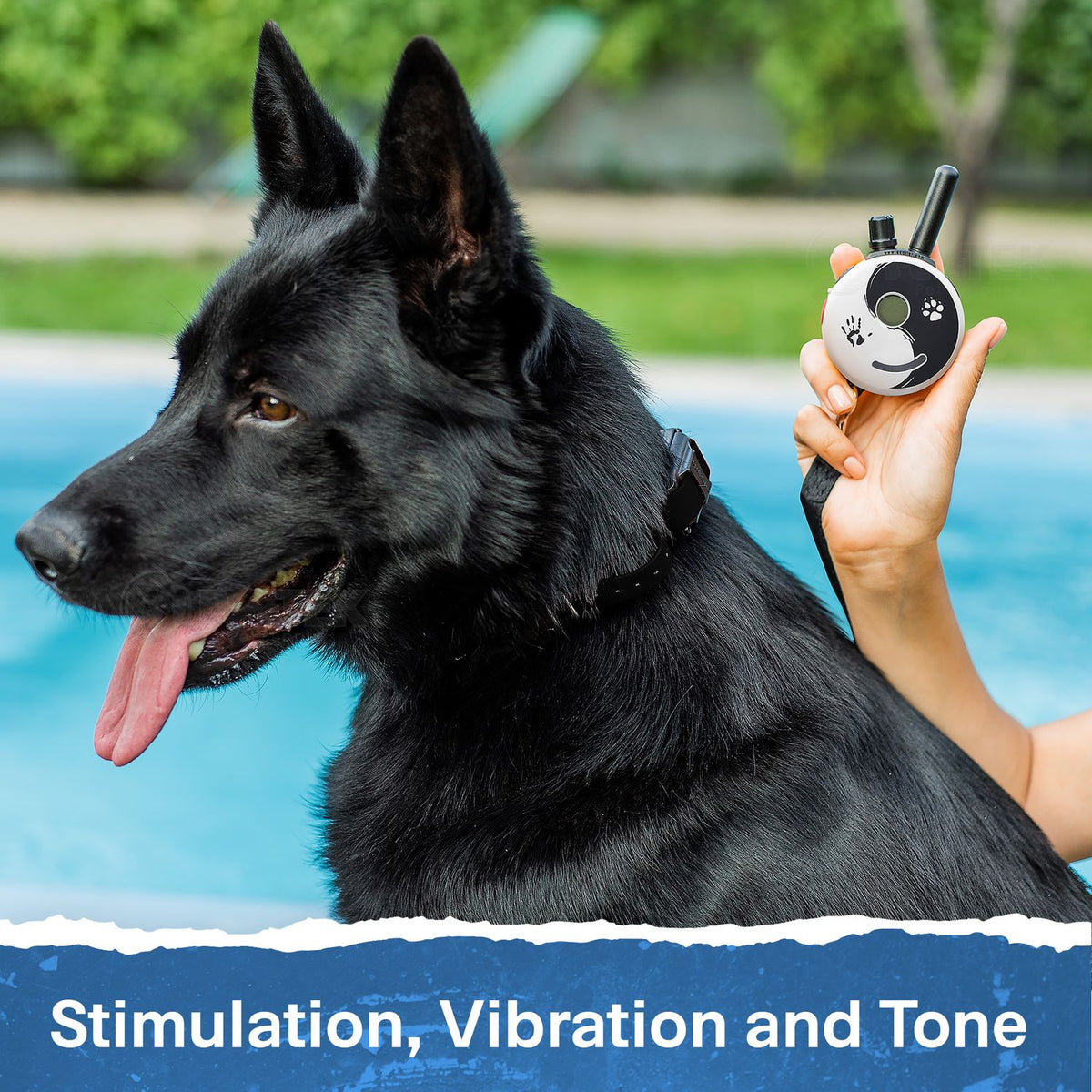 E-Collar Technologies ET-302-Z Dog Wearing 2-Dog Zen Educator Remote Training Collar