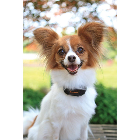 PetSafe PBC00-12789 Dog Wearing Vibration Bark Control Collar