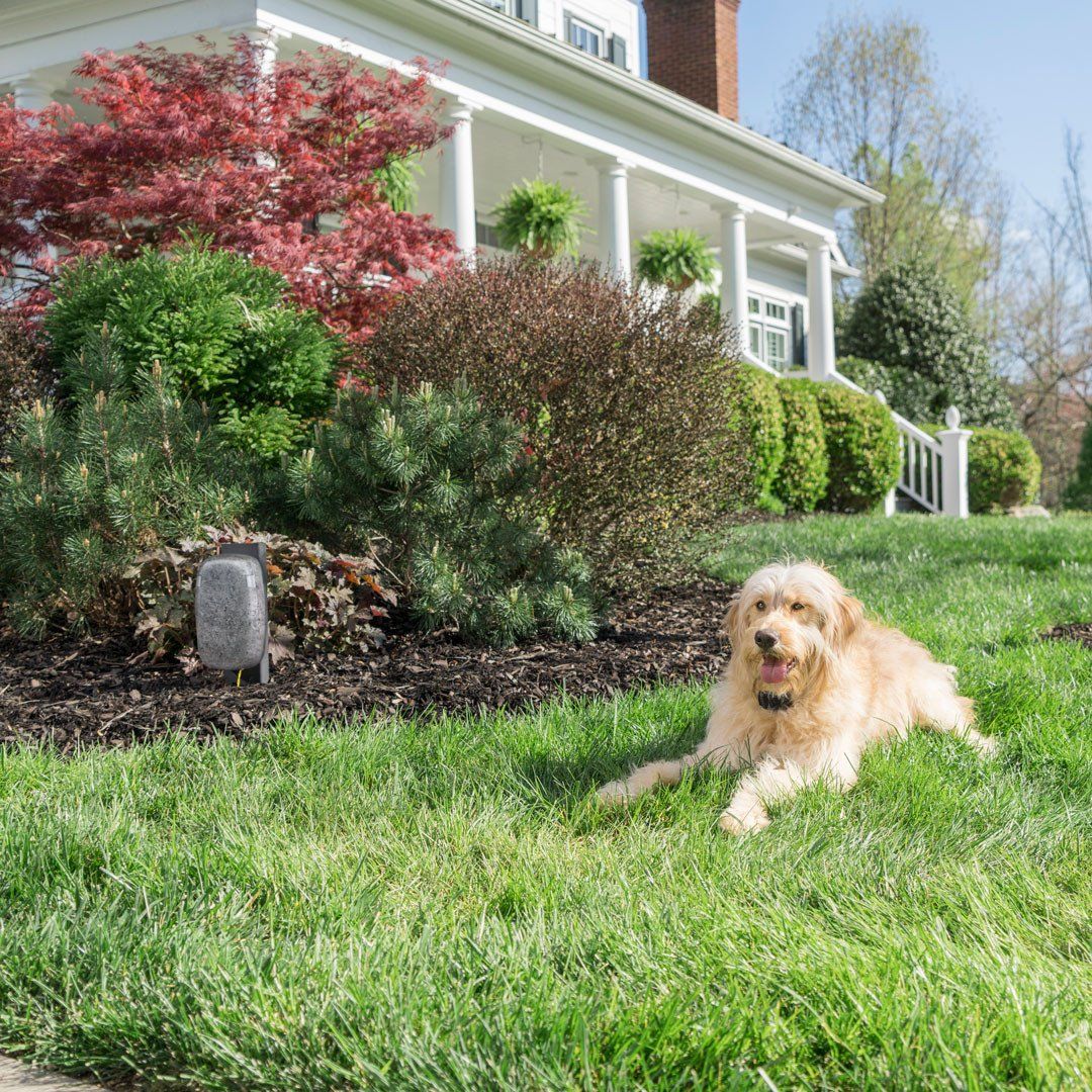 PetSafe-PetSafe - PIG00-15958 - YardMax Cordless In-Ground Fence - In-Ground Fence
