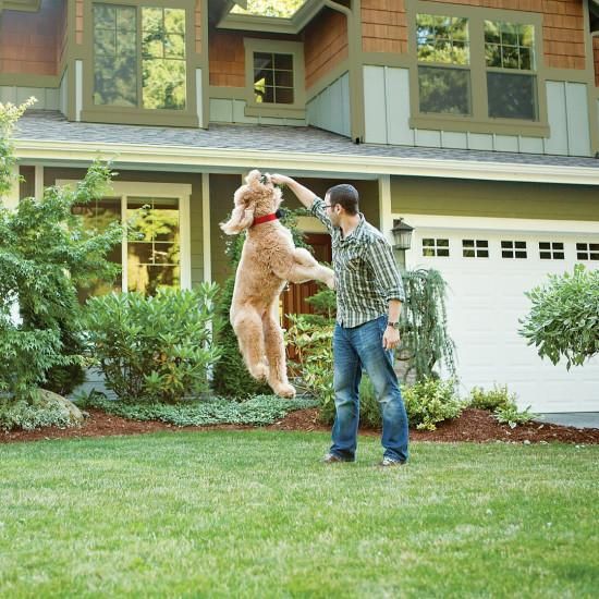 PetSafe PIF-300 Dog Playing Within Wireless Pet Containment System