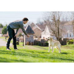 PetSafe PIF00-12917 Dog Playing in Field Wearing Stay & Play Compact Wireless E-Fence Collar