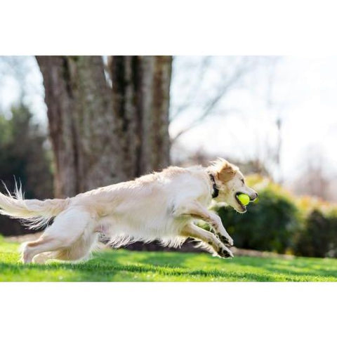 PetSafe PIF00-12917 Dog Running While Wearing Stay & Play Compact Wireless E-Fence Collar