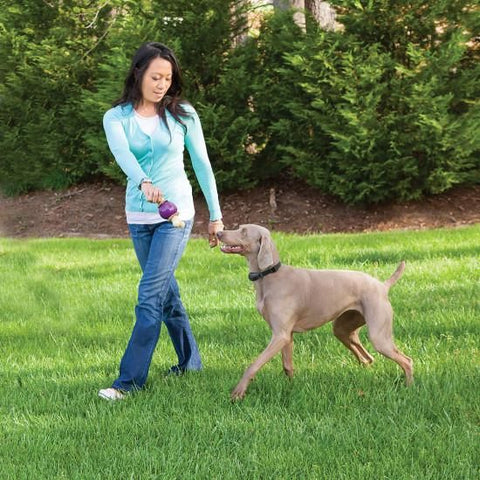PetSafe PIF00-15001 Dog Wearing Free to Roam Wireless E-Fence Collar