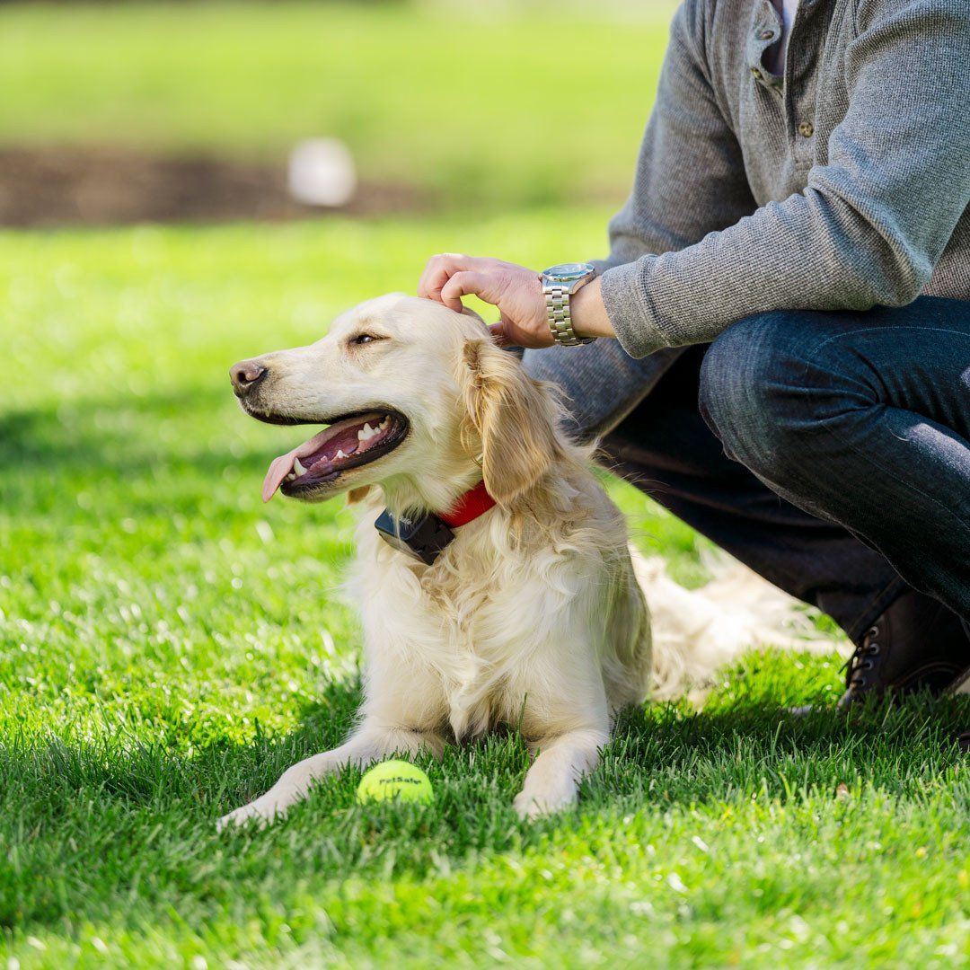 PetSafe PIG00-10777 Dog Wearing Stubborn Dog In-Ground Fence Collar