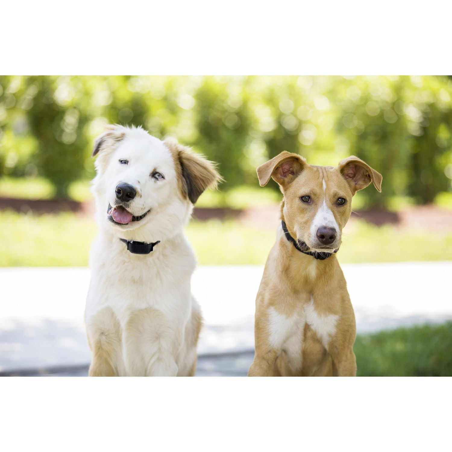 PetSafe PIG00-11115 Dogs Wearing YardMax Rechargeable In-Ground Fence Receiver Collars