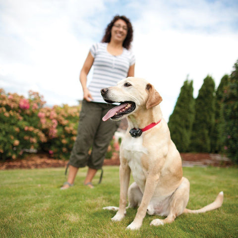 PetSafe PIG00-13661 Dog Wearing In-Ground Fence Collar