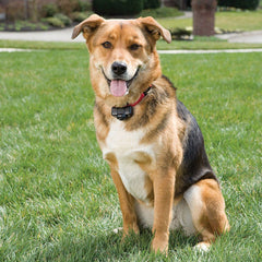 PetSafe PIG00-14582 Dog Wearing Basic In-Ground Fence Collar