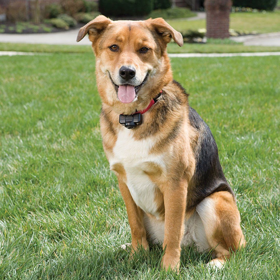 PetSafe PIG00-14582 Dog Wearing Basic In-Ground Fence Collar