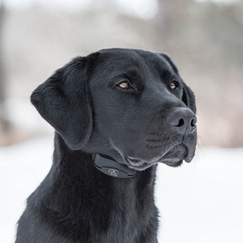SportDOG SBC-10 Black Dog Wearing No Bark Training Collar