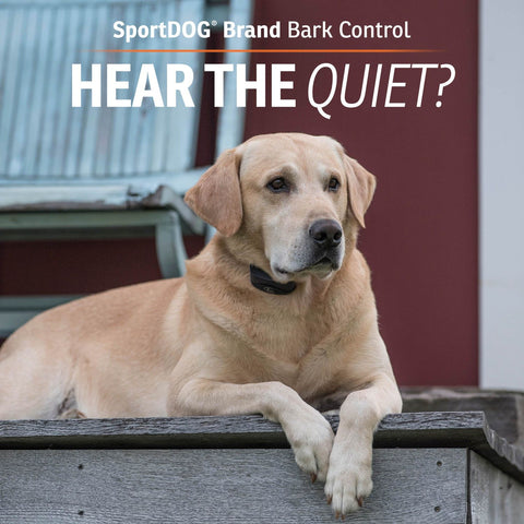 SportDOG SBC-10 Dog Wearing No Bark Training Collar