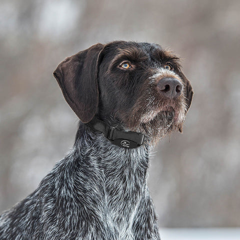 SportDOG SBC-8 Dog Wearing No Bark Remote Training Collar