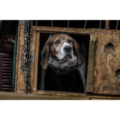 SportDOG SBC-R Dog Wearing No Bark Remote Training Collar