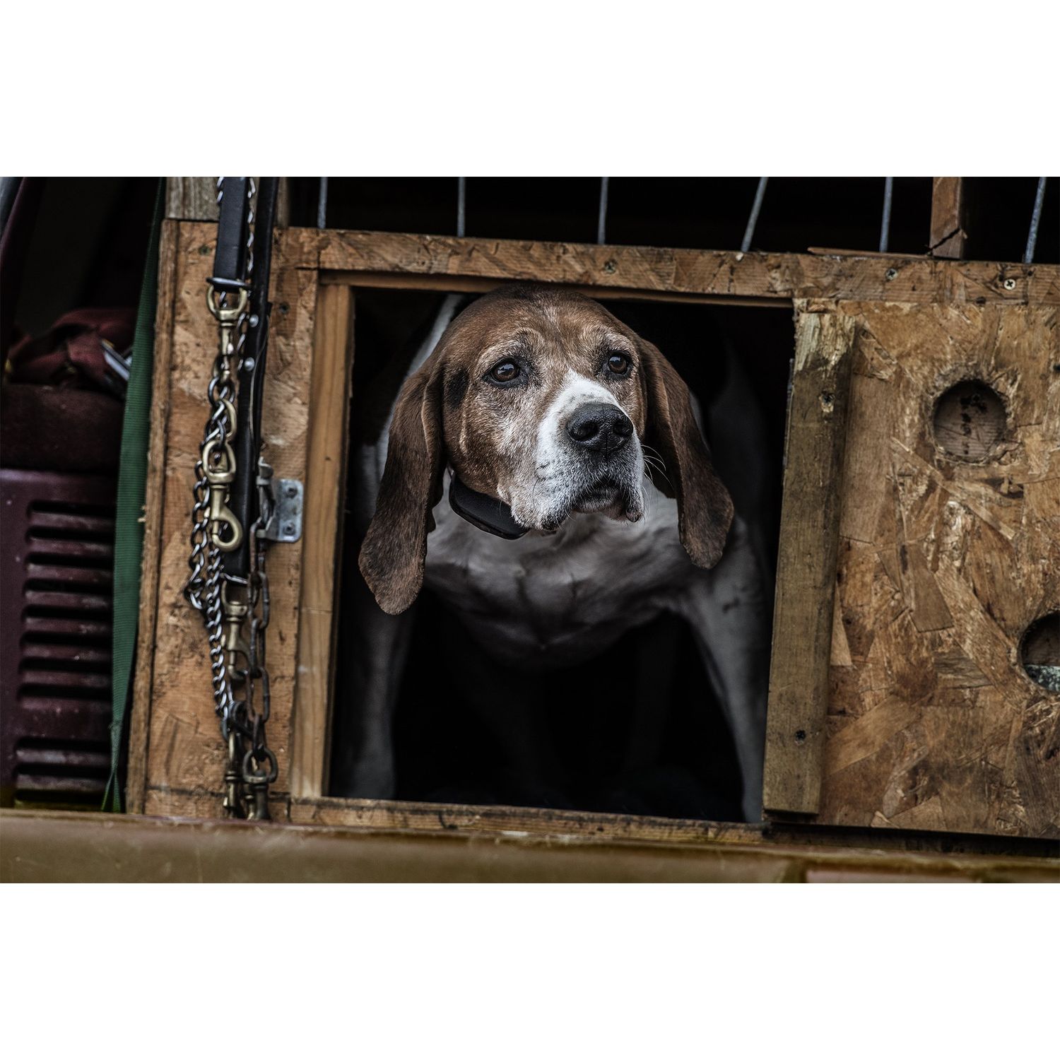 SportDOG SBC-R Dog Wearing No Bark Remote Training Collar