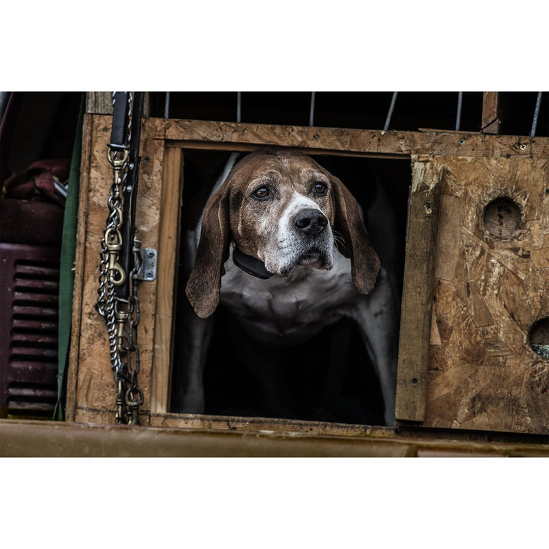 SportDOG - SBC-R - NoBark SBC-R - Rechargeable Battery - No Bark Collar-zoom-