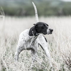 SportDOG SD-1225X Dog in Field Wearing SportHunter Remote Training Collar