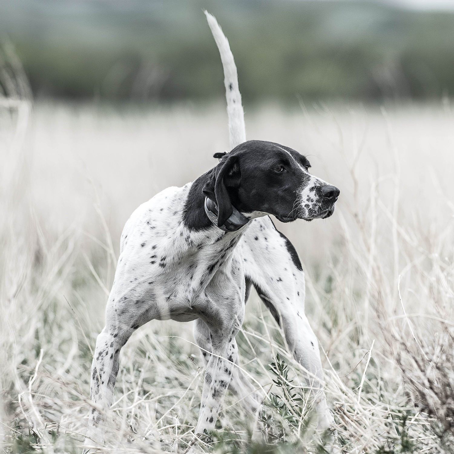 SportDOG SD-1225X Dog in Field Wearing SportHunter Remote Training Collar