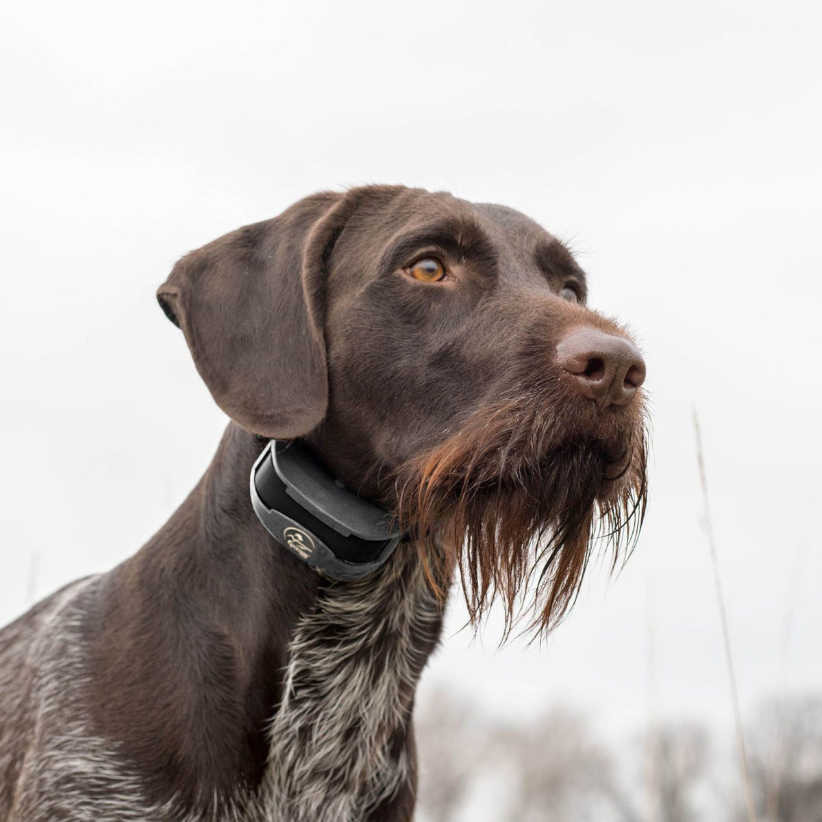 SportDOG SD-1275 Dog Wearing SportTrainer Black Remote Training Collar