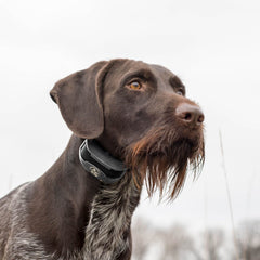 SportDOG SD-1275 Dog Wearing SportTrainer Black Remote Training Collar