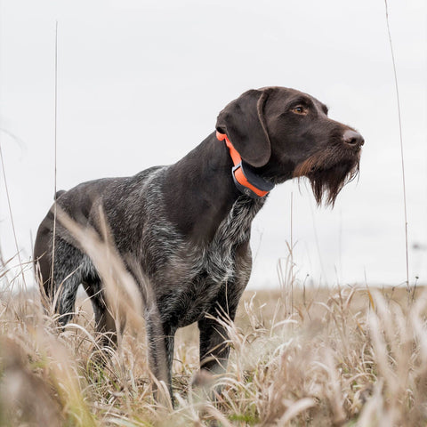 SportDOG SD-1275E Dog Wearing SportTrainer Remote Training Collar