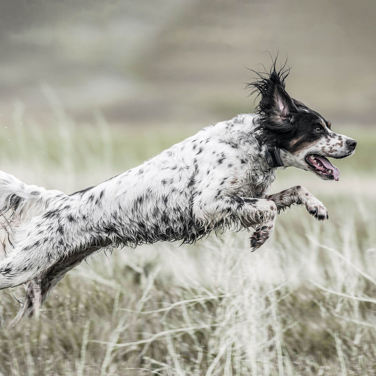 SportDOG SD-1825X Dog Wearing SportHunter Remote Training Collar