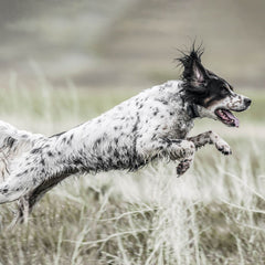 SportDOG SD-1825X Dog Wearing SportHunter Remote Training Collar