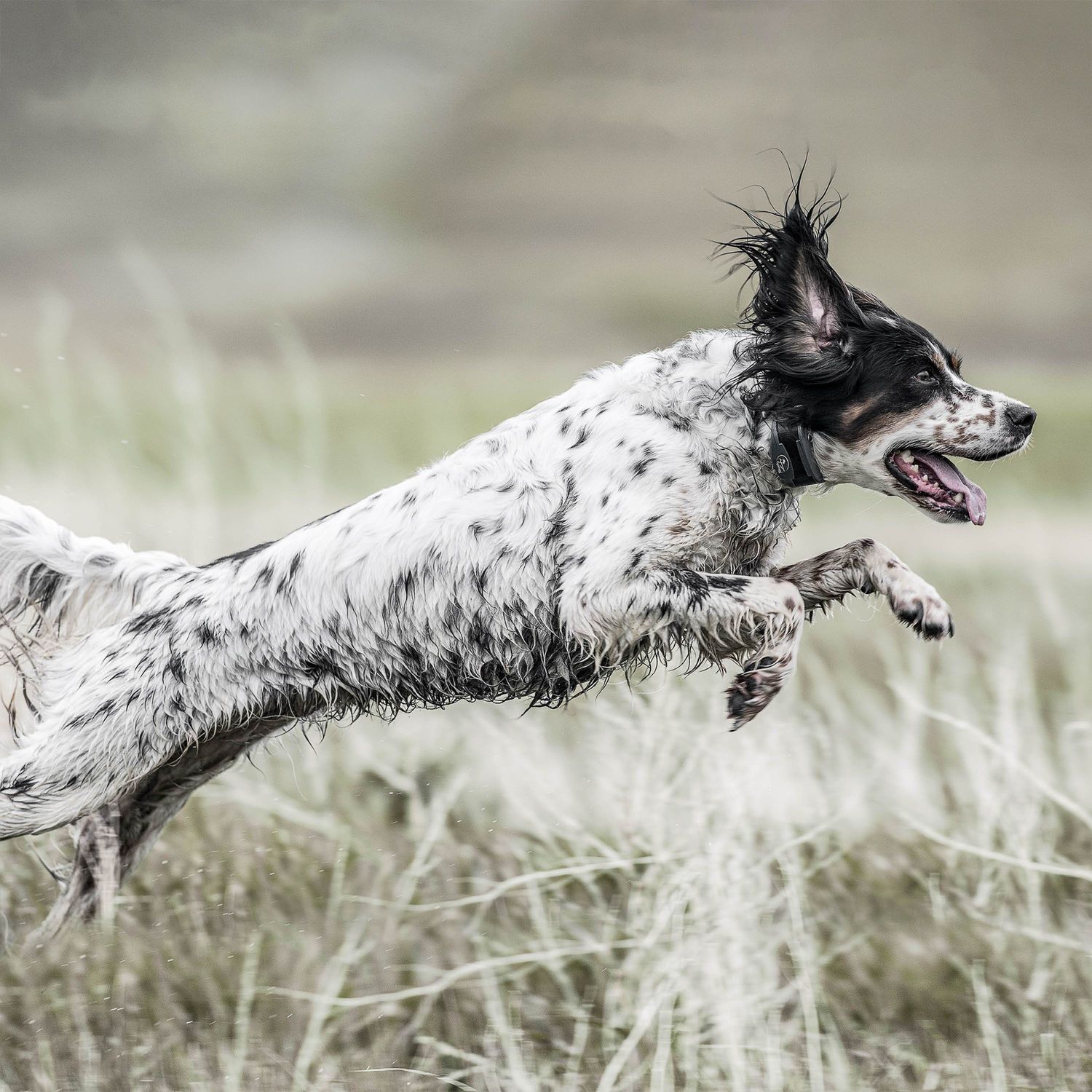 SportDOG SD-1825X Dog Wearing SportHunter Remote Training Collar