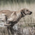 SportDOG SD-1825XCamo Running Dog Wearing WetlandHunter Remote Training Collar