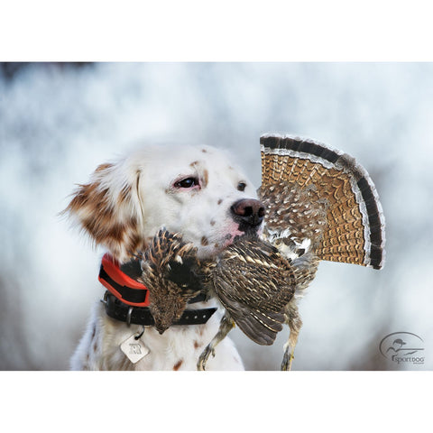 SportDOG SD-1875 Dog with Grouse and Wearing UplandHunter Remote Training Collar