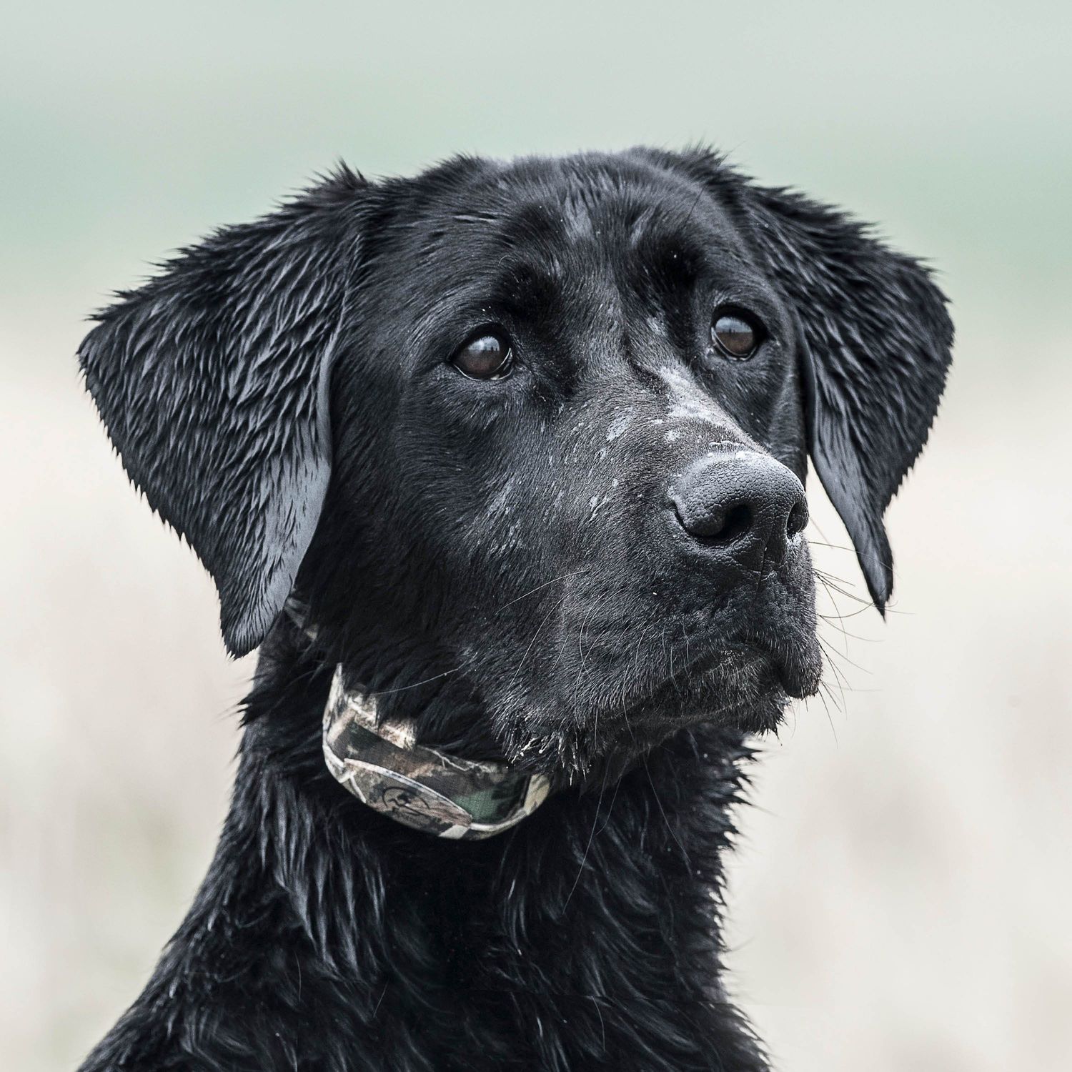 SportDOG SD-425XCamo Dog Wearing WetlandHunter Remote Training Collar Ver2