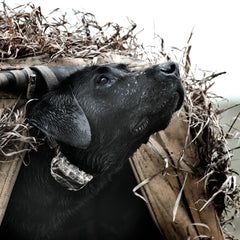 SportDOG SD-425XCamo Dog Wearing WetlandHunter Remote Training Collar 