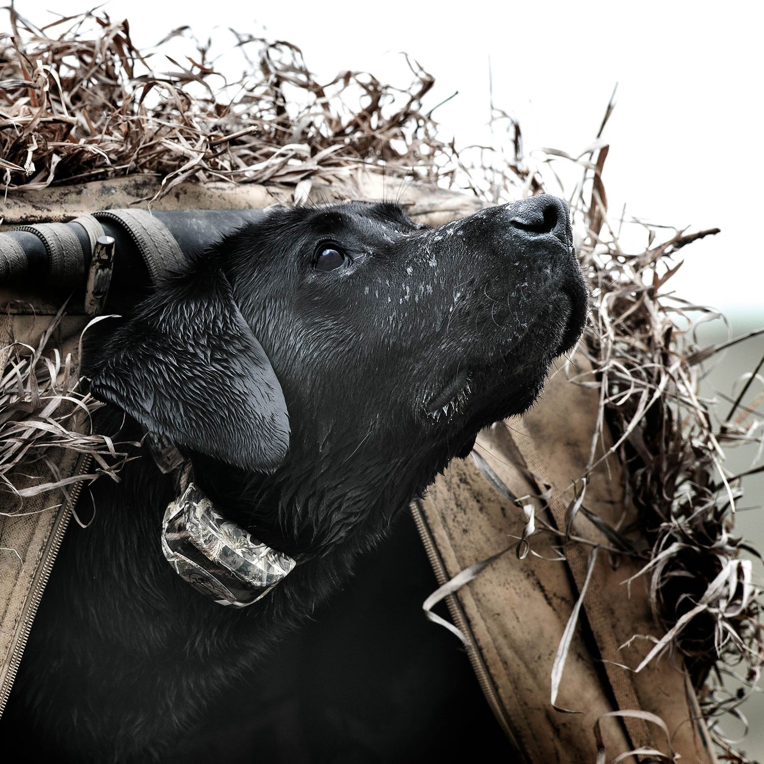 SportDOG SD-425XCamo Dog Wearing WetlandHunter Remote Training Collar 