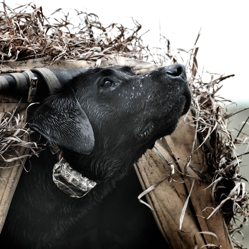 SportDOG - SD-425XCamo - WetlandHunter 425X - 500 Yards - Remote Training Collar-zoom-