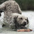 SportDOG SD-425XS Dog Wearing FieldTrainer Remote Training Collar in The Mud