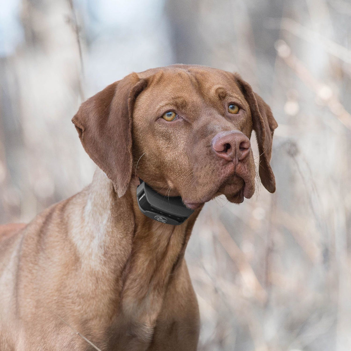 SportDOG SD-575 Dog Wearing Black SportTrainer Remote Training Collar